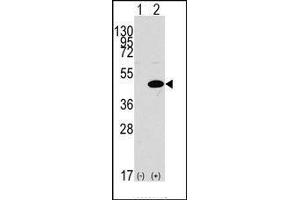 Western blot analysis of ERK1 (arrow) using rabbit ERK1 N-term Pab. (ERK1 抗体  (N-Term))