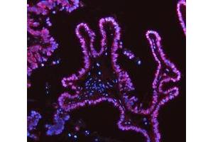 IF analysis of ADK using anti-ADK antibody (ABIN4886430). (ADK 抗体  (AA 165-351))