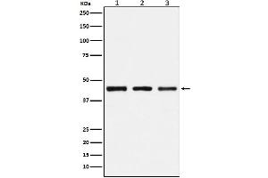 Western blot analysis of PGD expression in (1) 293 cell lysate, (2) Mouse kidney lysate, (3) Rat kidney lysate.