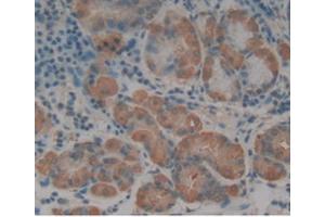 IHC-P analysis of Human Stomach, with DAB staining. (Renin 抗体  (AA 67-179))
