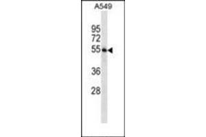 Western blot analysis in A549 cell line lysates (35 µg/lane) using STAMBP Antibody (C-term) Cat. (STAMBP 抗体  (C-Term))