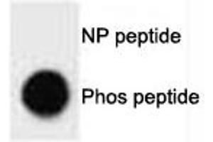 Dot Blot (DB) image for anti-BCL2-Associated Agonist of Cell Death (BAD) (pThr80) antibody (ABIN3030132)