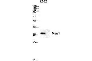 Western Blot (WB) analysis of K562 lysis using Meis1 antibody. (MEIS1 抗体  (Internal Region))