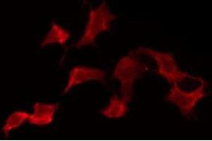 ABIN6275880 staining NIH-3T3 by IF/ICC. (KLRK1 抗体  (Internal Region))