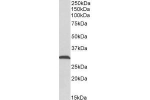 Western Blotting (WB) image for anti-ATP Synthase, H+ Transporting, Mitochondrial F1 Complex, gamma Polypeptide 1 (ATP5C1) (AA 27-40) antibody (ABIN2613391)