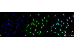 Immunocytochemistry/Immunofluorescence analysis using Mouse Anti-GRP78 Monoclonal Antibody, Clone 3C5-1A4 . (GRP78 抗体  (Atto 390))