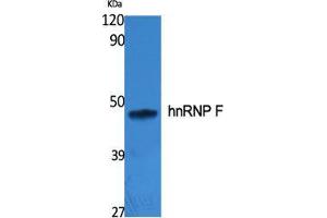 Western Blot (WB) analysis of specific cells using hnRNP F Polyclonal Antibody. (HNRNPF 抗体  (N-Term))