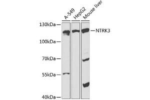 Western blot analysis of extracts of various cell lines, using NTRK3 antibody (ABIN6132428, ABIN6144909, ABIN6144911 and ABIN6218246) at 1:1000 dilution. (NTRK3 抗体  (AA 40-300))