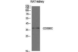 Western Blot (WB) analysis of Rat Kidney cells using CD300c Polyclonal Antibody. (CD300c 抗体  (Internal Region))