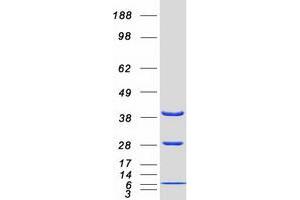 Western Blotting (WB) image for DnaJ (Hsp40) Homolog, Subfamily B, Member 1 (DNAJB1) protein (Myc-DYKDDDDK Tag) (ABIN2719583)