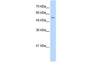 PRIM1 antibody used at 1. (PRIM1 抗体  (N-Term))