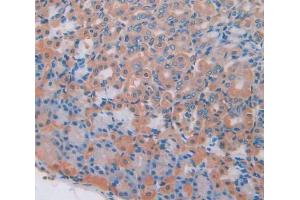 IHC-P analysis of Mouse Tissue, with DAB staining. (PGC 抗体  (AA 17-392))