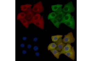 Calpain 5 Mouse Monoclonal Antibody staining Hela cells by IF/ICC. (Calpain 5 抗体)