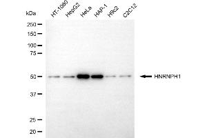 Western blotting analysis using HNRNPH1 antibody (ABIN7798898).