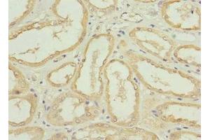 Immunohistochemistry of paraffin-embedded human kidney tissue using ABIN7161238 at dilution of 1:100 (Neuritin 1-Like 抗体  (AA 1-165))