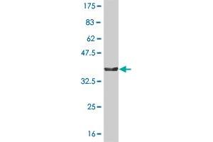 Western Blot detection against Immunogen (36. (NMI 抗体  (AA 1-100))