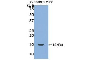 Detection of Recombinant PDGFAA, Mouse using Polyclonal Antibody to Platelet Derived Growth Factor AA (PDGFAA) (PDGF-AA Homodimer (AA 94-194) 抗体)