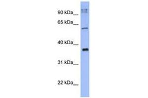 Image no. 1 for anti-BTB (POZ) Domain-Containing Protein KCTD4 (KCTD4) (AA 35-84) antibody (ABIN6741637) (KCTD4 抗体  (AA 35-84))