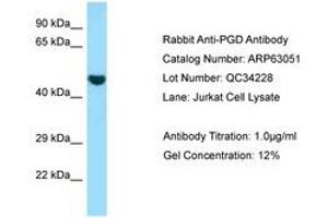 Image no. 1 for anti-Phosphogluconate Dehydrogenase (PGD) (AA 83-132) antibody (ABIN6749961) (PGD 抗体  (AA 83-132))