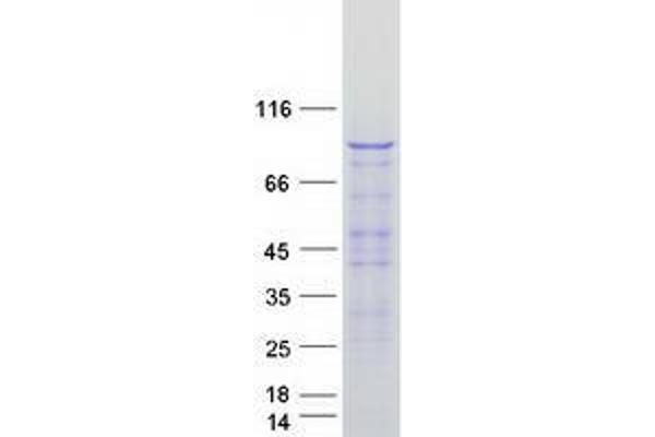 VAV1 Protein (Myc-DYKDDDDK Tag)