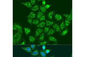 Immunofluorescence analysis of U2OS cells using UBE2A Polyclonal Antibody at dilution of 1:100. (UBE2A 抗体)