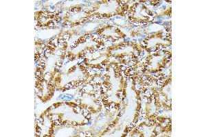 Immunohistochemistry of paraffin-embedded Mouse kidney using TR antibody (ABIN1683134, ABIN5664756, ABIN5664758 and ABIN6220605) at dilution of 1:100 (40x lens). (TRAP1 抗体  (AA 445-704))