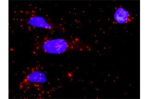 Proximity Ligation Assay (PLA) image for anti-Protein tyrosine Phosphatase, Non-Receptor Type 7 (PTPN7) (AA 1-360) antibody (ABIN519512)