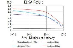 Black line: Control Antigen (100 ng),Purple line: Antigen (10 ng), Blue line: Antigen (50 ng), Red line:Antigen (100 ng) (DNMT1 抗体  (AA 1317-1616))
