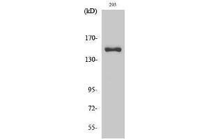 Western Blotting (WB) image for anti-Collagen, Type IV, alpha 3 (COL4A3) (cleaved), (Leu1425) antibody (ABIN6285759) (COL4a3 抗体  (cleaved, Leu1425))