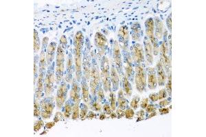 Immunohistochemistry of paraffin-embedded mouse stomach using UQCR10 antibody. (UQCR10 抗体  (AA 1-63))