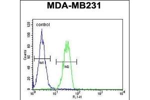 B4GALT6 Antibody (C-term) (ABIN654654 and ABIN2844350) flow cytometric analysis of MDA-M cells (right histogram) compared to a negative control cell (left histogram).