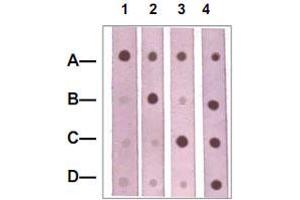 Dot Blot : 1 ug peptide was blot onto NC membrane. (CTNNB1 抗体  (pSer37))