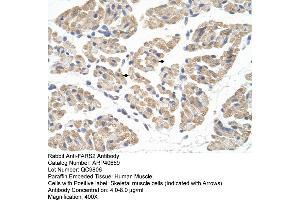 Rabbit Anti-FARS2 Antibody  Paraffin Embedded Tissue: Human Muscle Cellular Data: Skeletal muscle cells Antibody Concentration: 4. (FARS2 抗体  (N-Term))