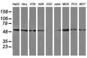 Image no. 1 for anti-Glutathione Synthetase (GSS) antibody (ABIN1498539) (Glutathione Synthetase 抗体)