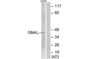 Western blot analysis of extracts from LOVO cells, using GNAL antibody. (GNAL 抗体  (Internal Region))
