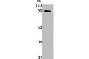 Western Blot analysis of NIH-3T3, cells using Phospho-MLK3 (S674) Polyclonal Antibody (MAP3K11 抗体  (pSer674))
