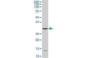 Western Blotting (WB) image for anti-Cyclin-Dependent Kinase 1 (CDK1) (AA 211-297) antibody (ABIN560266)