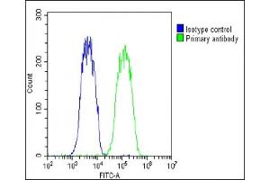 Overlay histogram showing Hela cells stained with (ABIN651869 and ABIN2840430)(green line). (WNT5A 抗体  (AA 185-213))