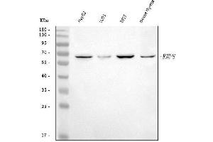 Western blot analysis of RNF8 using anti-RNF8 antibody (ABIN7600866).