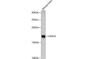 Western blot analysis of extracts of Mouse brain using LGALSL Polyclonal Antibody at dilution of 1:1000. (GRP 抗体)