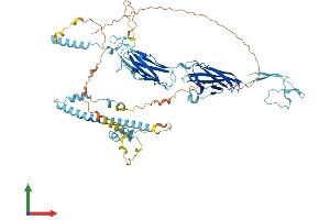 AlphaFold protein structure predicition of Mouse Recombinant Dlec1 Protein, UniprotID Q8BLA1