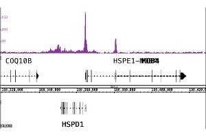 CTBP2 antibody (pAb) tested by ChIP-Seq. (CTBP2 抗体  (Isoform 1, Isoform 2))