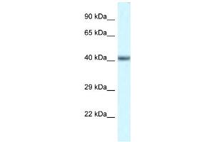 WB Suggested Anti-Pou4f3 Antibody   Titration: 1. (POU4F3 抗体  (N-Term))