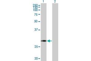 Western Blot analysis of TFPI2 expression in transfected 293T cell line by TFPI2 MaxPab polyclonal antibody. (TFPI2 抗体  (AA 1-235))