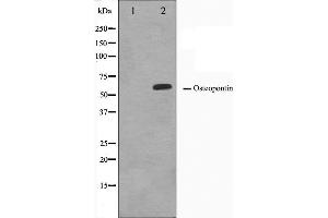 Western blot analysis on LOVO cell lysate using Osteopontin Antibody. (Osteopontin 抗体  (C-Term))