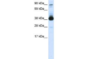 WB Suggested Anti-FOXH1 Antibody Titration:  0. (FOXH1 抗体  (Middle Region))