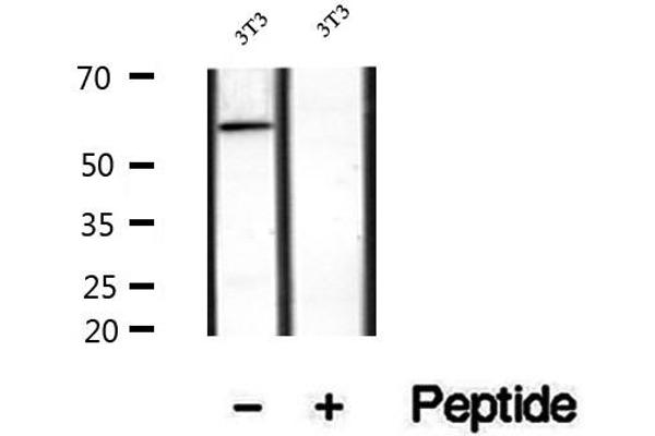 SACM1L 抗体  (Internal Region)