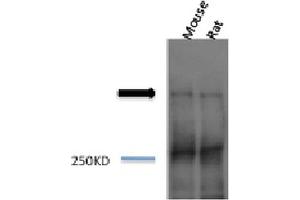 Western blot analysis of Mouse, Rat brain cell lysates showing detection of Piccolo protein using Rabbit Anti-Piccolo Polyclonal Antibody . (Piccolo 抗体  (Atto 594))