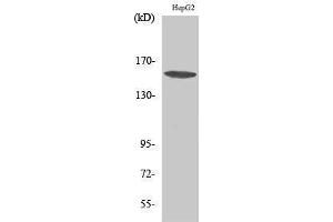 Western Blotting (WB) image for anti-phospholipase C, gamma 1 (PLCG1) (Thr239) antibody (ABIN3176952) (Phospholipase C gamma 1 抗体  (Thr239))