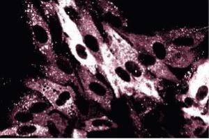 Immunofluorescence staining on FHs cells (normal human fetal lung fibroblasts, ATCC HTB-157). (p62 Lck Ligand (AA 257-437) 抗体)